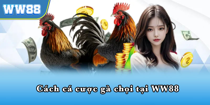 Cách cá cược gà chọi