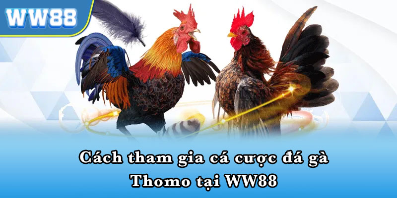 Đá gà thomo