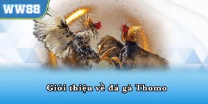 Đá gà thomo