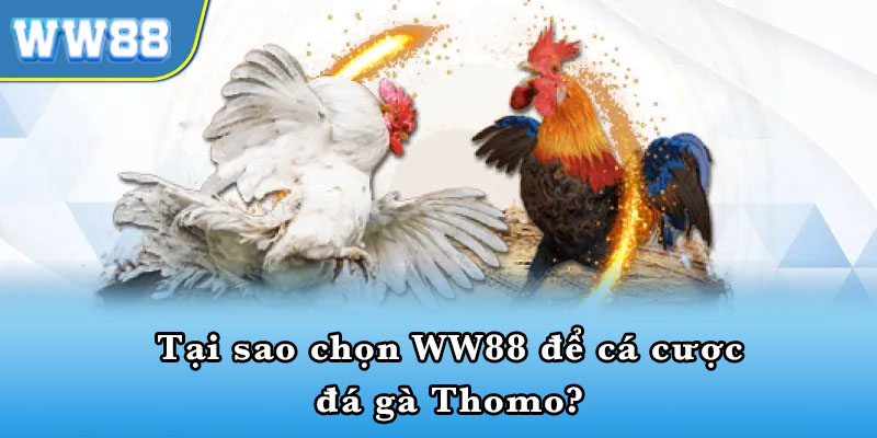 Đá gà thomo