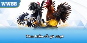 Cách cá cược gà chọi